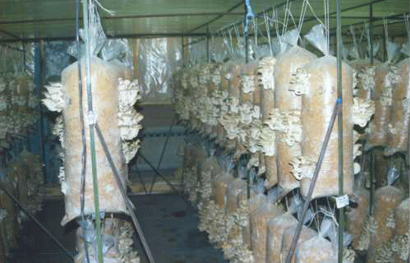 выращивание-грибов-как-бизнес